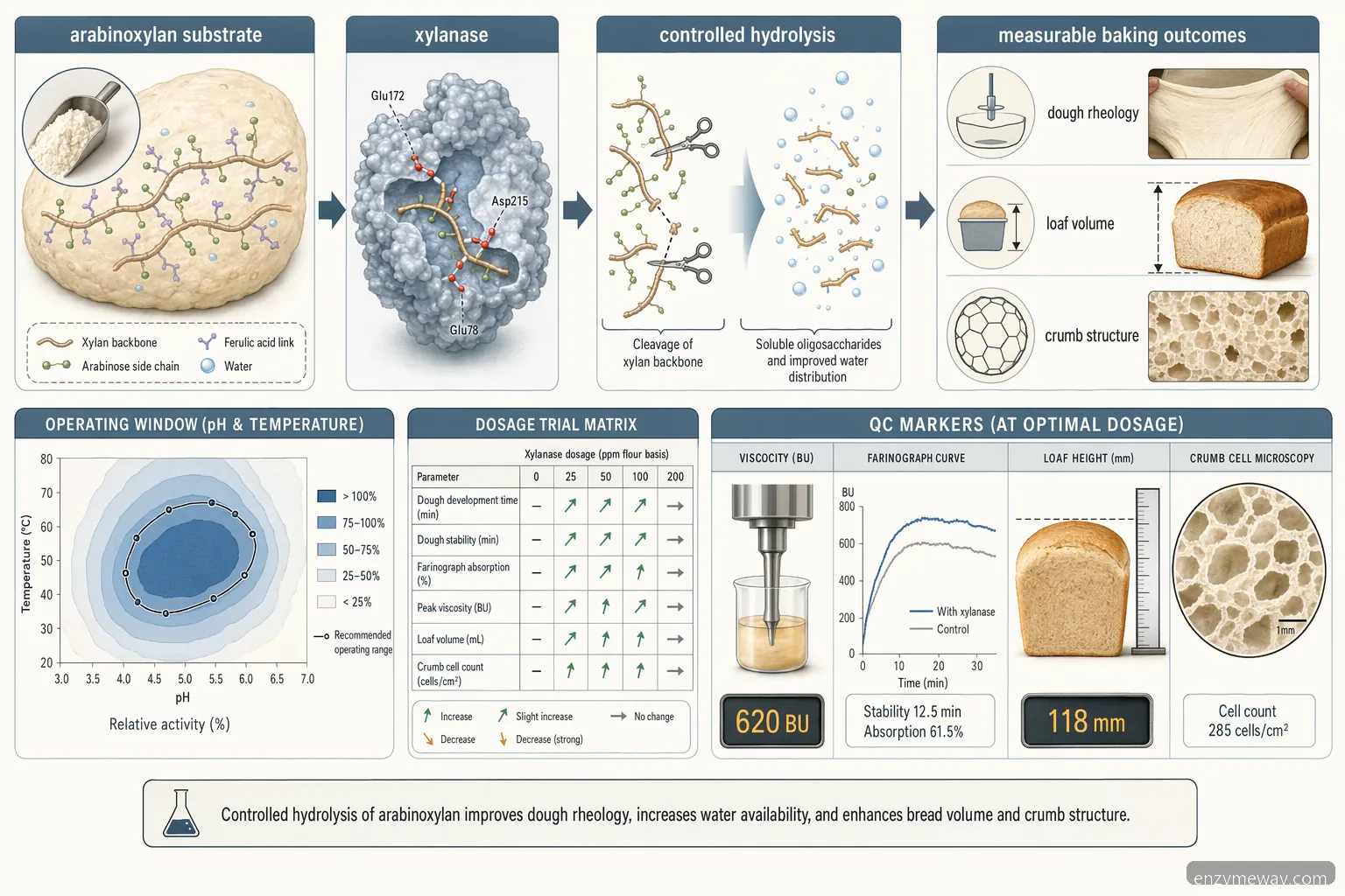 application of xylanase in food industry for baking: substrate-to-product flow with pH, temperature and QC markers