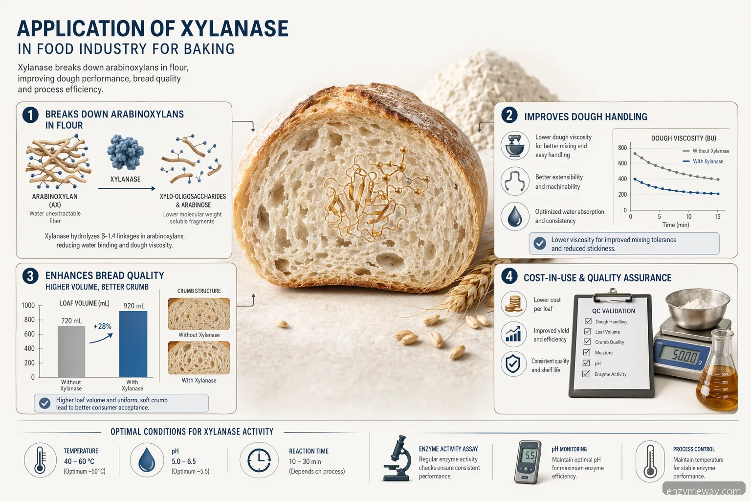 application of xylanase in food industry for baking: enzyme benefits for dough, loaf volume, crumb and cost