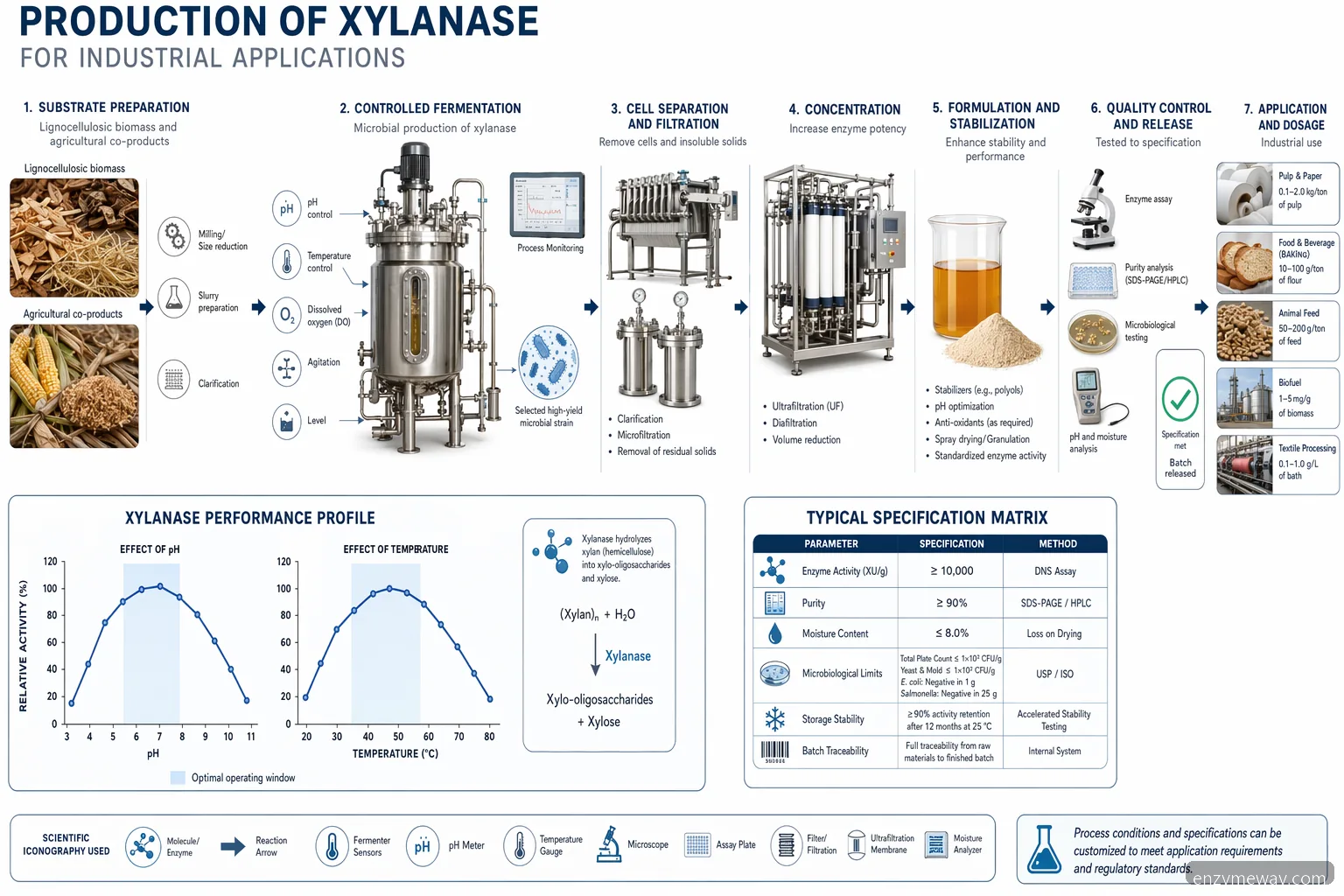 production of xylanase for industrial applications process diagram with fermentation, recovery, specs, and activity curves