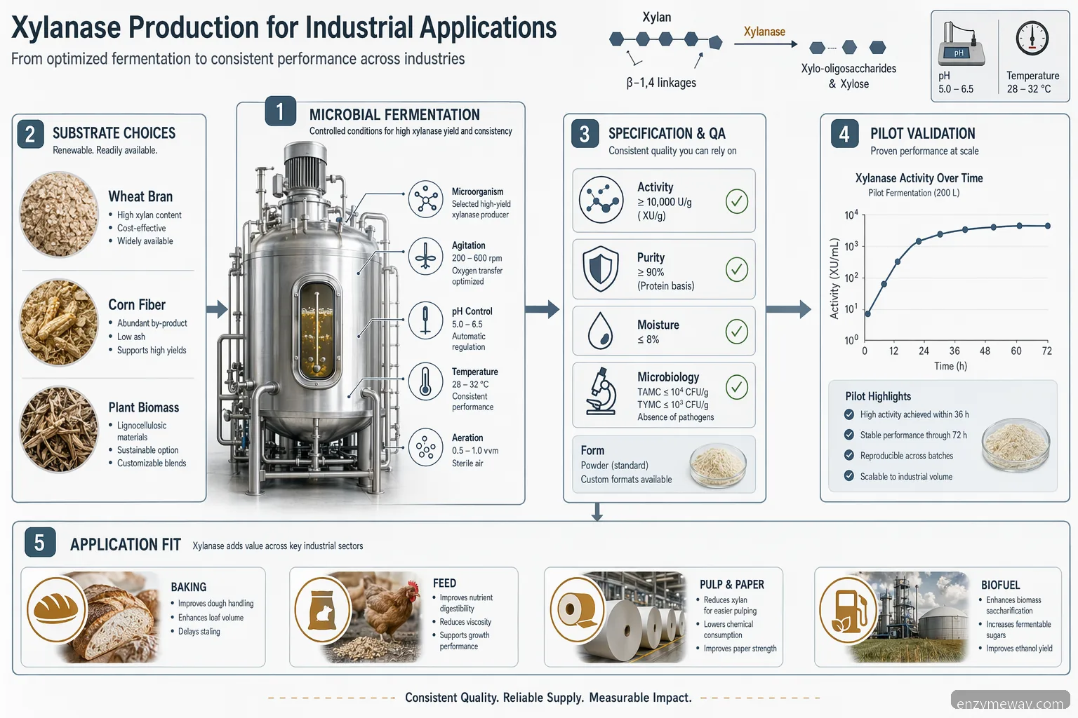 production of xylanase for industrial applications, showing fermentation, QA, validation, and end-use sectors