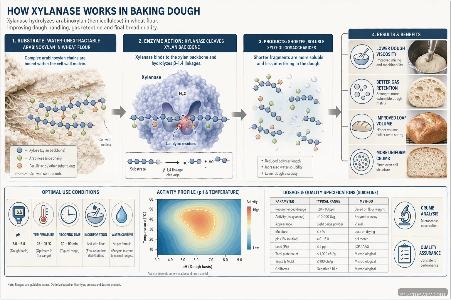 working of xylanases in baking aib mechanism: xylan cleavage improves dough viscosity and gas retention