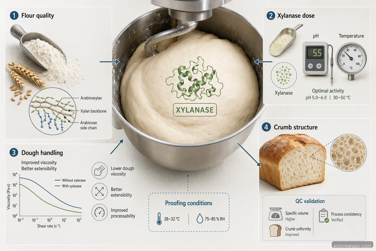 working of xylanases in baking aib guide: dough handling, loaf volume, crumb structure, and QC cues