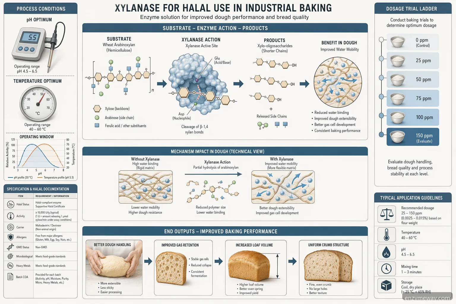 xylanase halal supplier guide for industrial baking, mapping arabinoxylan breakdown, dosage, pH, temperature, and loaf quality