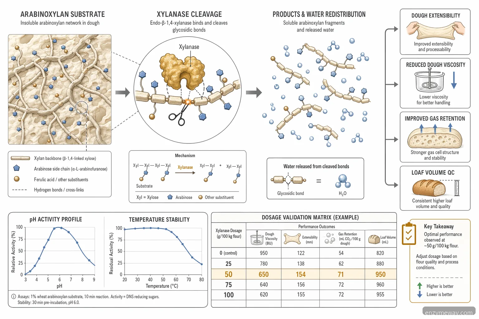 xylanase in baking mechanism diagram showing arabinoxylan breakdown, water release, dough viscosity, and QC curves