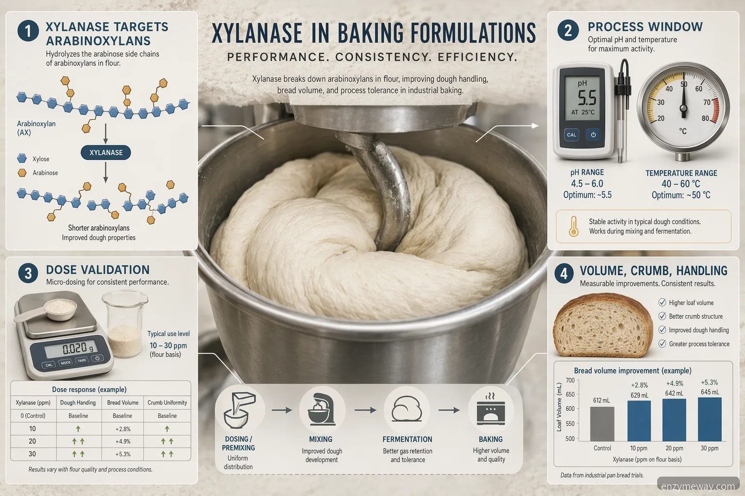 xylanase in baking formulation guide showing dough handling, dosage control, flour variability, and bread volume QC
